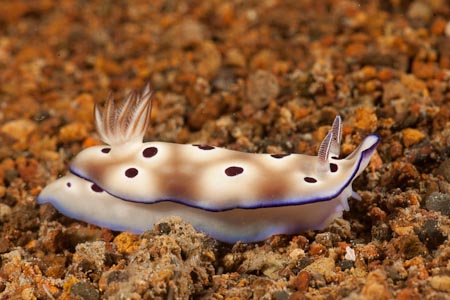 The Marilyn Monroe of the reefs. A nudibranch that lifts her skirts - Risbecia tryoni