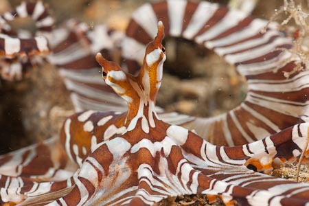 A most elegant and regal presence in the reef - wonderpus octopus (Wunderpus photogenicus)