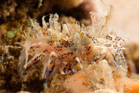 A not so easy to find tiger shrimp