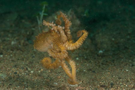 Walking on its tentacles is this Poison ocellate octopus (Octopus mototi)