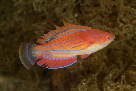 An extremely difficult animal to shoot, this flasher wrasse is worth the pursuit as the colors are simply gorgeous