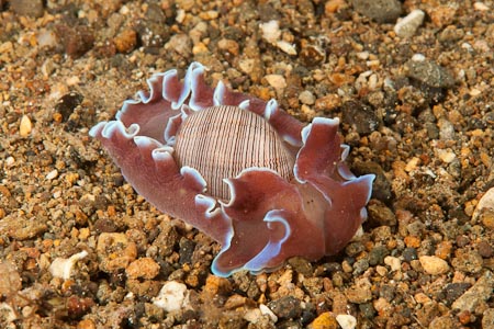 A sea slug but not a nudibranch. This is a rarely seen Bubble shell - Hydatina physis