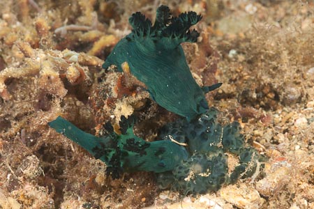 Two blue green Nembrotha milleri feeding on a green tunicate. Wonder if that's where they get their color