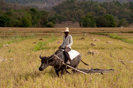A farmer's best friend. The hard working water buffalo harvesting rice stalks