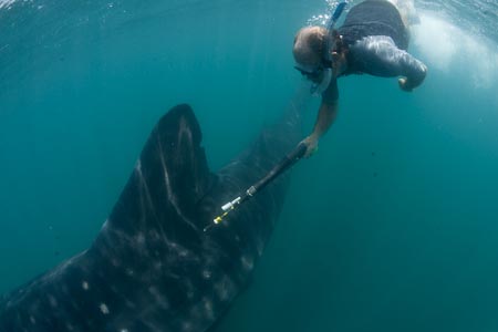 Brent expertly tags a whale shark with an archival tag. With the help of the air harpoon, the tip of the tag enters and lodges itself in to the fat layer of the shark near the dorsal fin