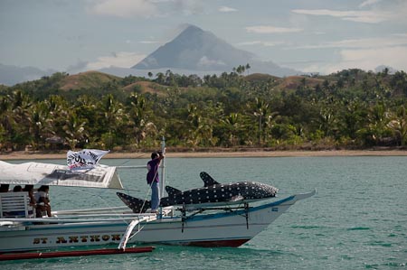 Tiny whale shark mock-up sitting on the bow of the boat with Mayon volcano in the background