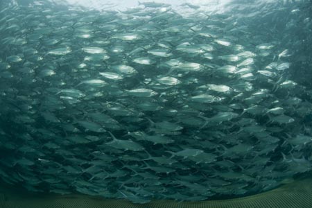A wall of powerful silver fish surrounded us. It was a great feeling to see so much fish. All 45,000 of them were our swim mates