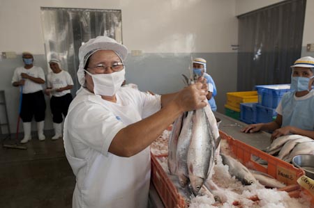 Maintaining a "cold chain" through the use of ice, freshly caught fish remain fresh all the way to processing and vacuum packing.