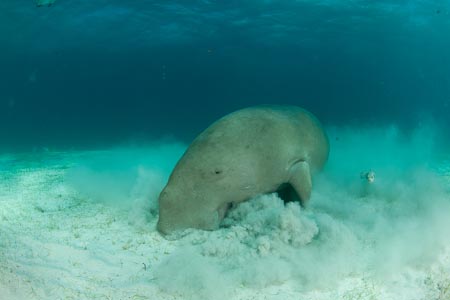 Like alfalfa sprouts, this thin seagrass is the favorite of dugongs who have to eat 35 kilograms seagrass a day