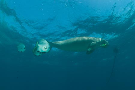 Dugongs look extremely huggable and truly adorable. Their snout is like that of a pig's plowing away in the seagrass bed on sandy bottom