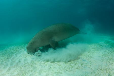 And after 5 minute of being an eating machine, the dugong needs to surface to take a couple of breaths