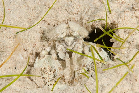 A sandy colored mantis shrimp eyeballs Yogi while in his hole on this sandy seagrass bottom