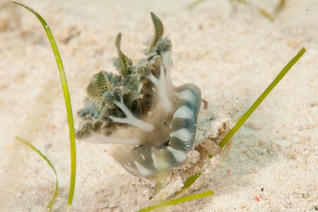 A charming sight - a tiny decorator crab runs away with this upside-down jellyfish