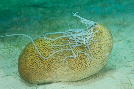 A sea cucumber spurts out gooey stuff of sticky threads when disturbed