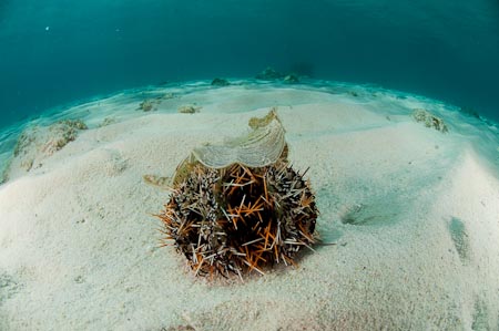 The presence of sea urchins and sea cucumbers in seagrass beds mean this habitat is healthy