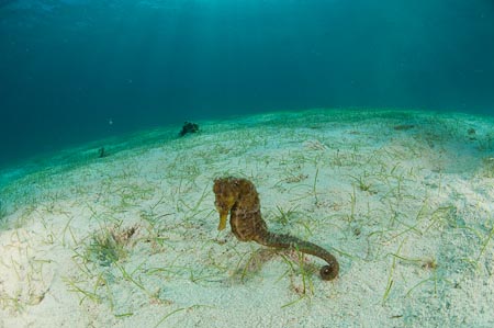And a seahorse! Our list of critters living in this seagrass bed goes on and on