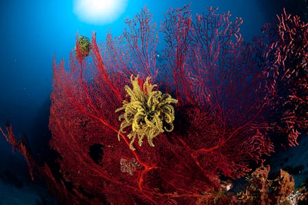 We photograph gorgonian fan after fan after fan and never seem to tire of these beauties
