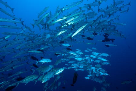 In Inglis Shoal, schooling jacks or trevallies mix with schooling barracudas!