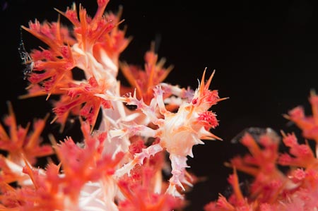 Dendronephthya crab or soft coral crab with small soft coral polyps growing on its back