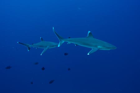 This is the first time in 14 months we saw this many sharks come close enough to have their pictures taken. These two silvertips came really close!