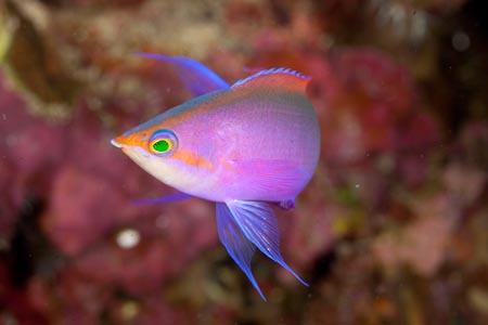 A common sight in the reef but nonetheless stunning and flamboyant, this anthias or fairy basslets preens for Yogi