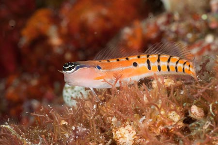 Very pretty tiger blenny (Ecsenius tigris) hopped from coral rubble to coral rubble. He never sat still for a moment