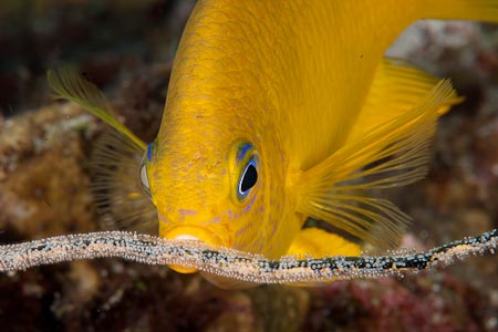 A golden damselfish takes care of her eggs. There were so many golden damsels with eggs everywhere we went but very seldom did we see one that constantly checked the health of each egg on the whip coral
