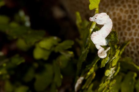Would you ignore a seaweed if you knew it is home to an unknown tiny Halameda pygmy seahorse? If yet truly unnamed, I hereby nominate this animal named after Digger, our eagle-eyed dive guide extraordinaire who found the animal - Hippocampus diggerensis!!