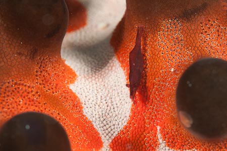 Chocolate chip starfish hosts a shrimp well camouflaged among its deep colors