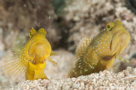 Two yellow "watchmen" gobies gives Yogi their fiercest look while their shrimp housekeepers keep their home tidy 