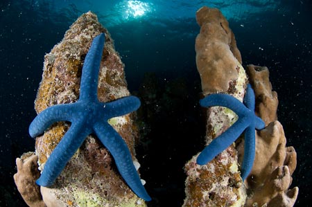 And of course, the finale are these two blue starfish embracing the reef!