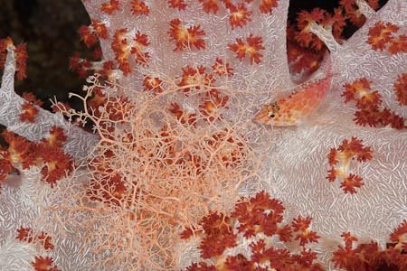 Another soft coral with another sleeping basketstar and a visiting hawkfish
