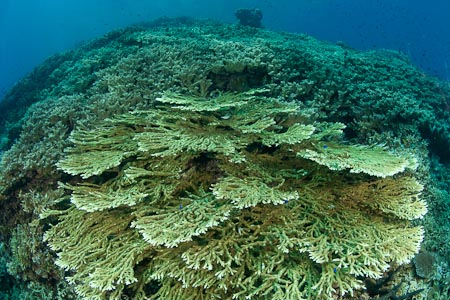 More than 85% coral cover, these are how all the tropical reefs should look like . . .