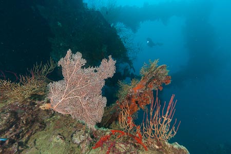 Sanko Maru's coral garden