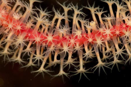 Details of a strip of gorgonian fan with all its polyps fully extended, happily feeding 