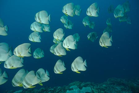 At the beginning of our dive at Chapman's Reef, these massive school checked out Yogi & I, and then, they were gone!
