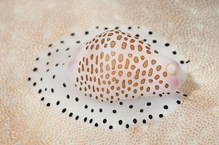An ovulid or allied cowry Calpurnus verrucosus living on the back of a leather coral