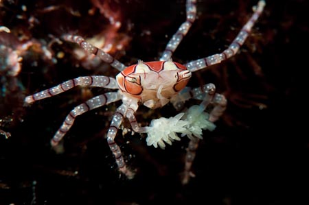 A pompom crab is one of the quaintest crabs ever. It a tiny crab with even tinier anemones on both its pincers! 