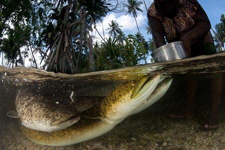 A former Air Niugini flight attendant and her daughter-in-law are called the Eel Ladies of Kavieng and with tuna in a pot, the eels come for a feeding