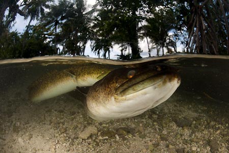 Looking like from another planet, these massive eels, around 6 or so slithered around Yogi's legs and tried to bite his fingers performed to awestruck tourists