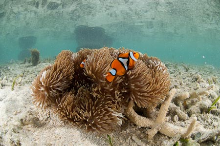 Finding Nemo is not so hard here. They are all over the shallow sandy bottom. Scientists and researchers are finding out that these true clownfish or Amphiprion percula like the taste of waters near tropical islands and not offshore reefs. They like their waters tea tasting with leaves coming from tropical island trees!