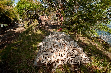 Freshly harvested corals are left to dry for a couple of weeks until it turns white and dry