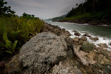 Intact coral heads dry and part of the land. The rugged Ranonga coastline lifted 3 meters after the earthquake of April 2, 2007