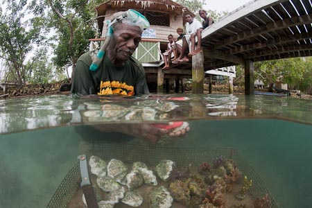 Erik Koti cleans his farmed giant clams. The most desirable species of giant clams are the colourful Tridacna maxima and T. crocea. Adults, usually collected on the reefs, are brought to hatcheries where they are spawned, and their larvae are reared until they are ready to settle. They are then transferred to land-based nursery systems until they are big enough to be transferred to ocean grow-out systems. They usually reach commercial size at the age of 2 years.  