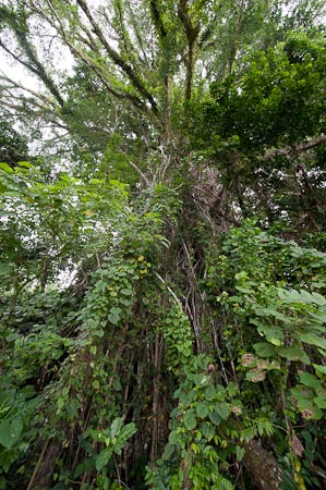 Towering fig trees in the dense forest of Tetepare