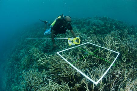 For many years, Tingo has done annual surveys of Tetepare's reefs for WWF