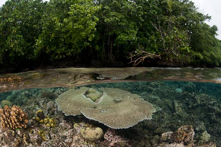 Almost all around Tetepare Island, where the forest ends, the reef begins!