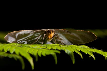 The details of the wings, eyes, antennae of each moth were stunning. We could have done this the whole night and not get bored. Nature is simply perfect!