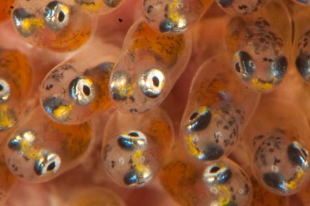 In Misool I photographed these tiny clownfish eggs eyes wide open and ready to hatch 