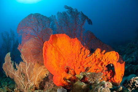 A 6 meter wide fan coral in Kimbe Bay, Papua New Guinea 